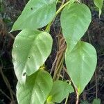 Anredera cordifoliaഇല