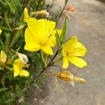 Oenothera elata Flor