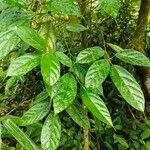 Ficus subincisa Hoja