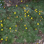 Cotula hispida Habit