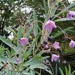 Solanum glaucophyllum Virág