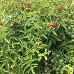 Rubus illecebrosus Облик