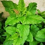 Chenopodium bonus-henricus Leaf