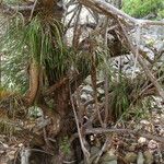 Brassavola cucullata Habitat