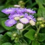 Ageratum houstonianum Flor