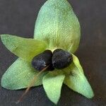 Cerinthe glabra Fruto