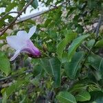 Cryptostegia madagascariensis Flor