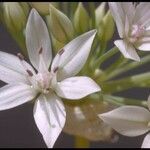 Allium unifolium Anders