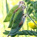 Vicia orobus Φρούτο