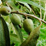 Elaeagnus commutata Fruit