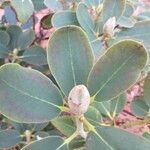 Rhododendron decorum Flor