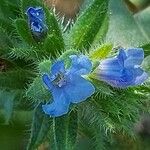 Echium parviflorum Virág