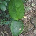 Heliconia stricta Leaf