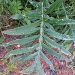 Cirsium eriophorumFeuille