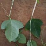 Passiflora lutea Leaf