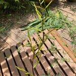 Vriesea gigantea പുഷ്പം