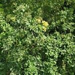 Cordia dentata Hábito