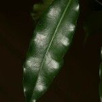 Parahancornia fasciculata ᱥᱟᱠᱟᱢ
