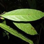 Ocotea dendrodaphne Hoja