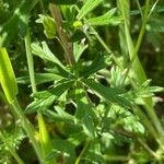 Potentilla argentea Liść