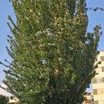 Populus × canescens Агульны выгляд