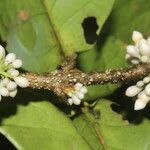 Schlegelia parviflora Fruit