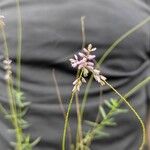 Polygala paniculata Blomst