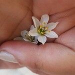 Nothoscordum bivalve Flor