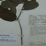 Caraipa racemosa