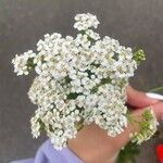 Achillea millefolium花