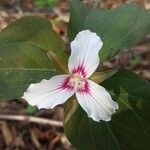 Trillium undulatum Цветок