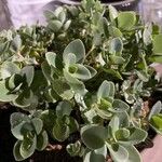 Sedum spurium Blad