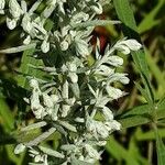 Artemisia ludoviciana Kukka