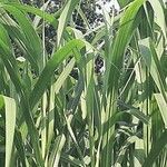 Miscanthus × longiberbis Blad