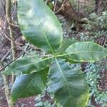 Calodendrum capense Leaf