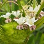 Gomphocarpus fruticosus Цветок