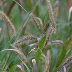 Setaria viridis Kvet