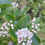 Aronia melanocarpa Květ