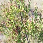 Erica madagascariensis