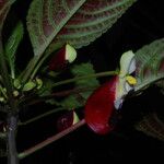 Impatiens niamniamensis Flower