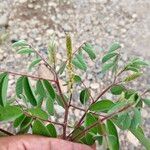 Indigofera hirsuta Flor