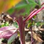 Atriplex hortensis Corteza