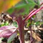 Atriplex hortensis Rhisgl