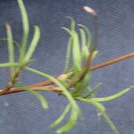 Spermacoce suaveolens Leaf