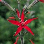 Silene virginica Flor