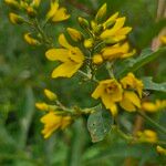 Lysimachia vulgarisBlüte