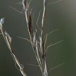 Helictochloa bromoides Mbuma