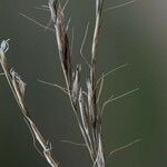 Helictochloa bromoides Fruto