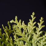 Chamaecyparis thyoides Leaf