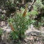 Digitalis obscura Flower